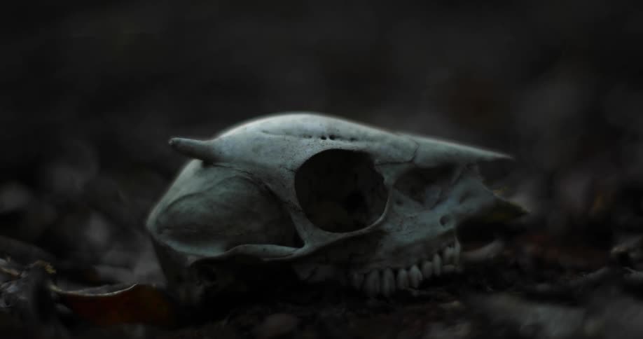 Animal skull sits on the ground at night