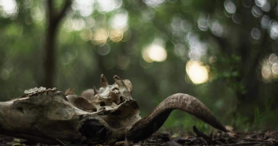 Skull of a ram laying on pile of dead leaves in the wilderness