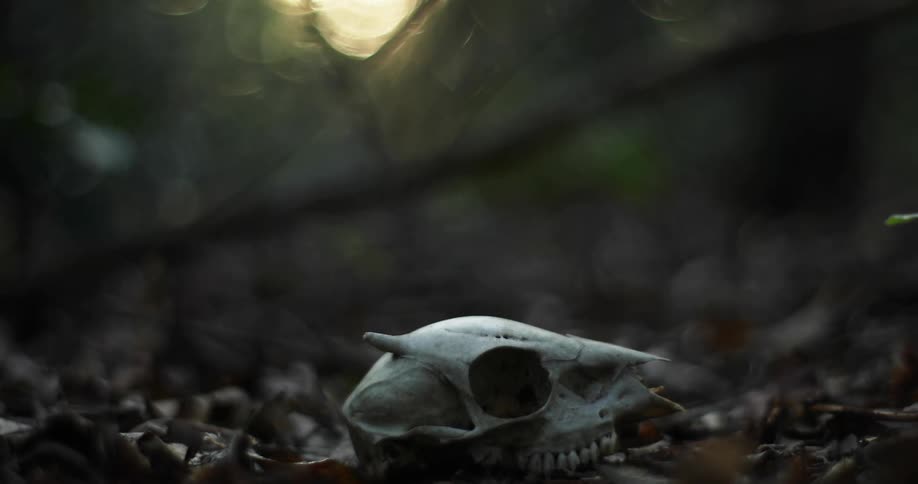 An animal skull sitting in leaves on the ground