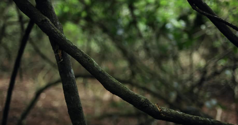 Someone is chopping a branch with a machete