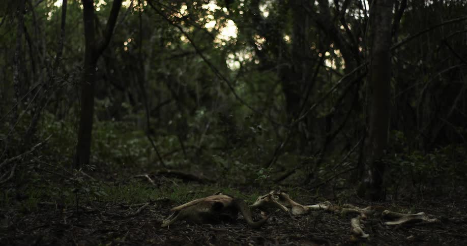An animals skeleton lies in the middle of a forest