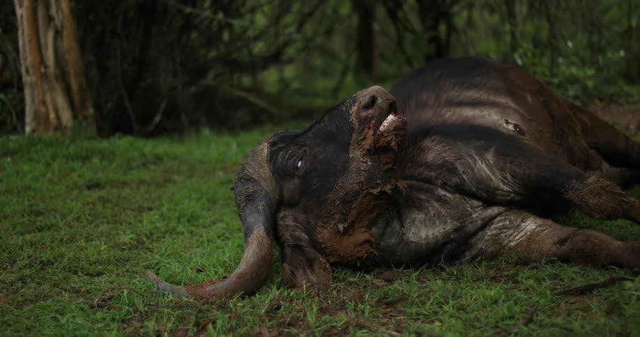 A dead ox is laying on the ground