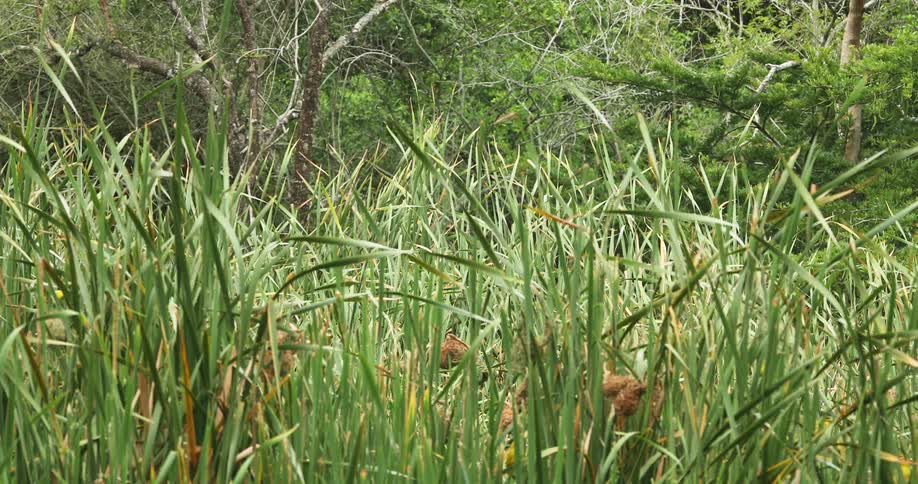 Yellow butterflies fly through green tall grass near the trees