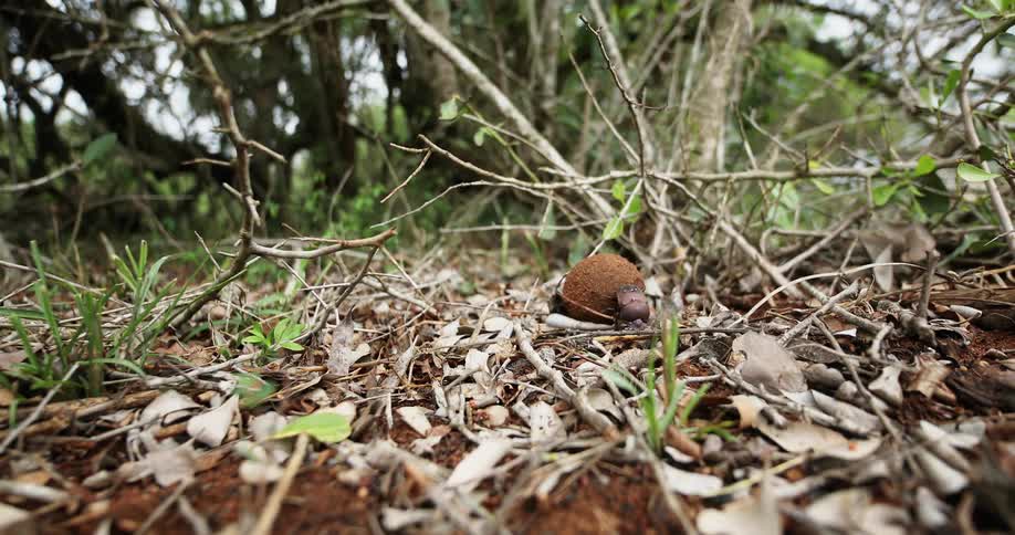 Dung beetle rolling a dung ball through the leaves in the ground
