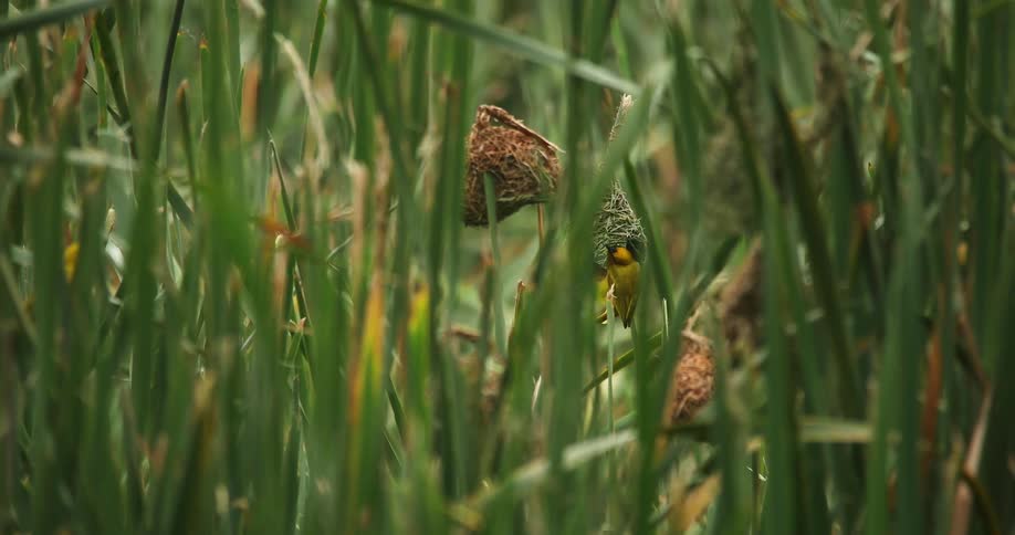 Small yellow bird builds a nest with twigs between the green grass blades