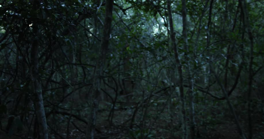 A group of trees close together at dusk in the dense forest