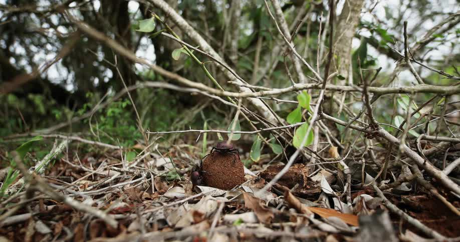 Dung beetles try to move a dung ball on the ground over the dry leafs
