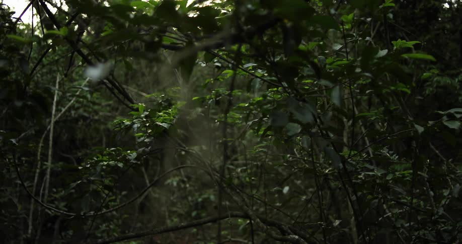 Trees in a forest is displayed