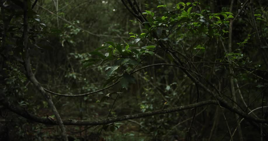 Trees and branches make up a dense forest area