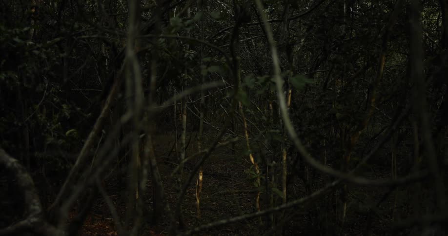 Light highlights tree trunks in wooded area