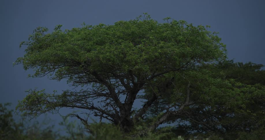 Trees with green leaves stand under the blue sky