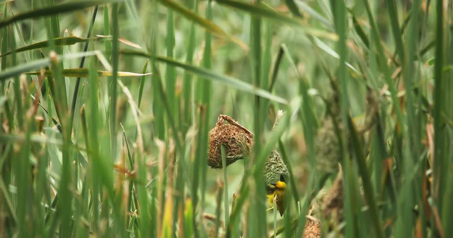 A tiny yellow bird inside of a small nest hanging from grass blades