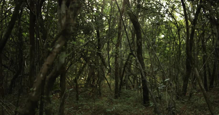 A group of trees close together in the forest
