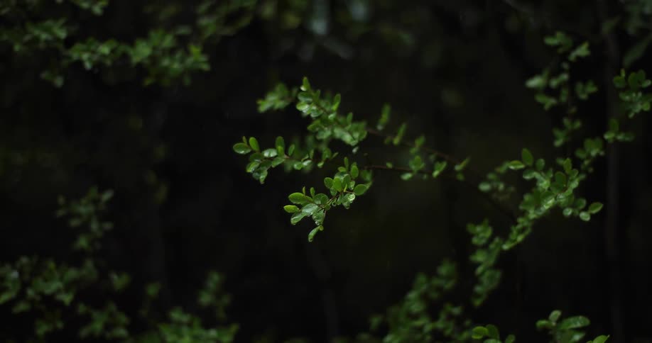 Tree branch swaying on a windy rainy night