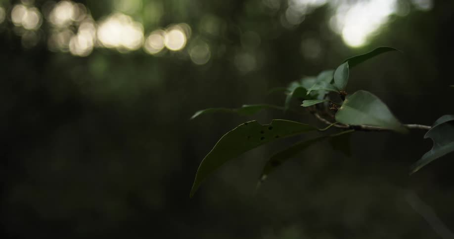 Branch of a tree stands out against a blurry background and sways in the wind