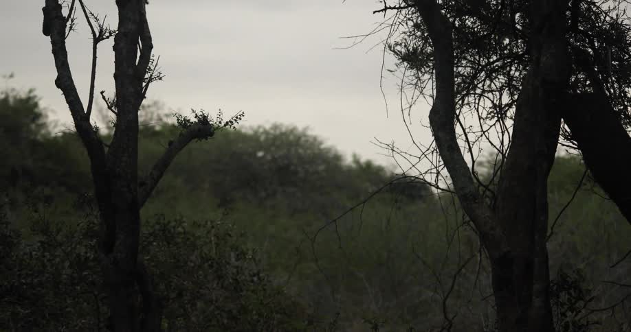 Bare trees sit in the forest under the cloudy sky