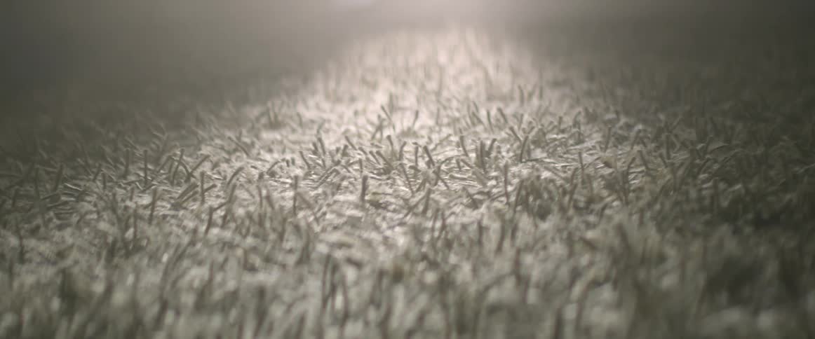 The outlines of white carpet fibers are visible in the light