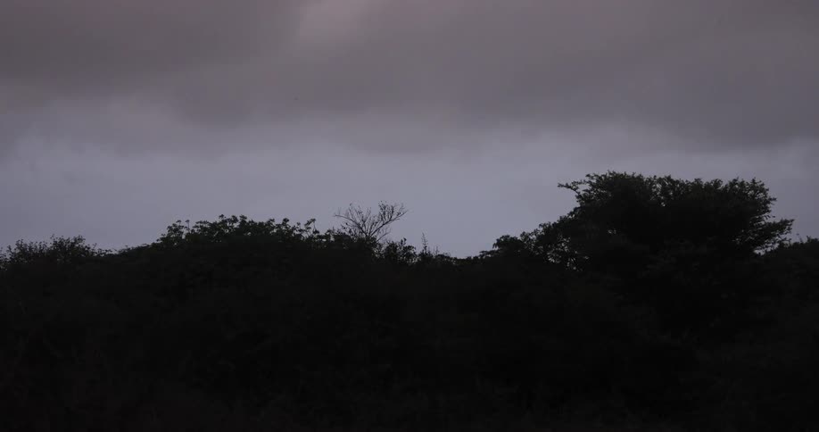 A group of trees are silhouetted against the cloudy sky