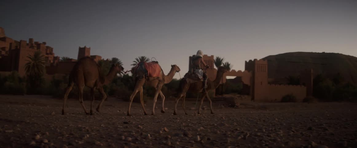Rider on a camel tows two camels behind him in the desert