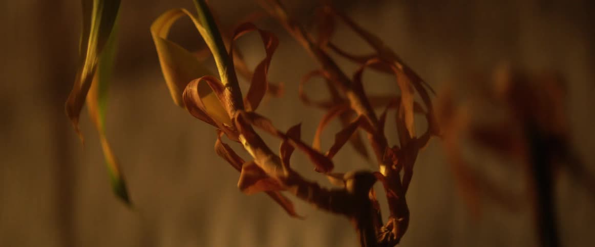 Close up of dying leaves on a plant