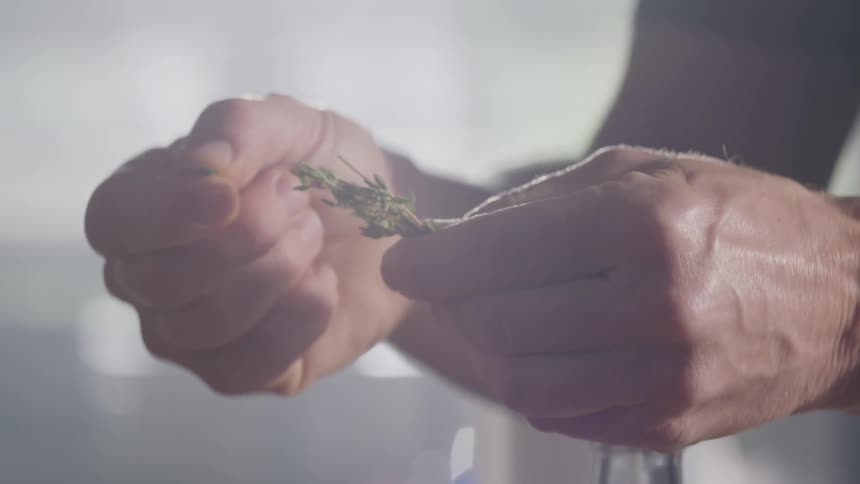 A man is holding a plant and plucks off some leaves