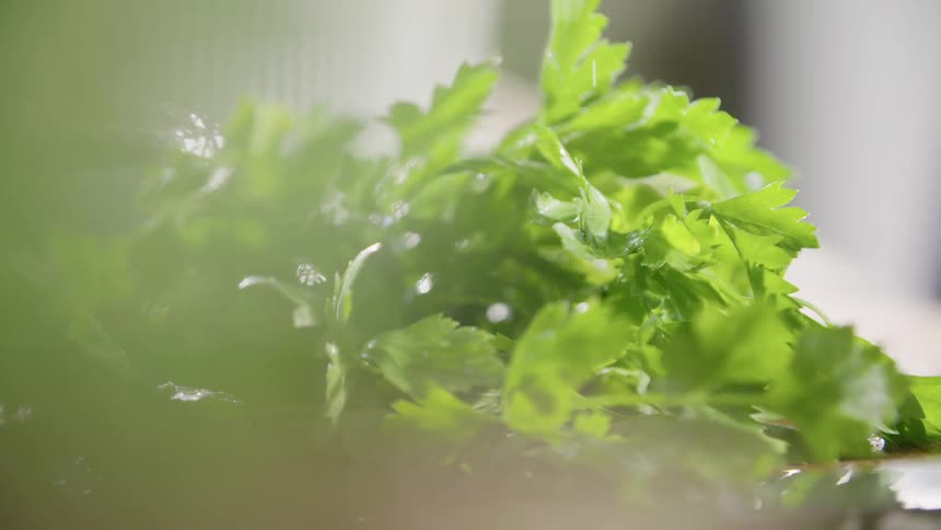 Cilantro dropping on a wet counter