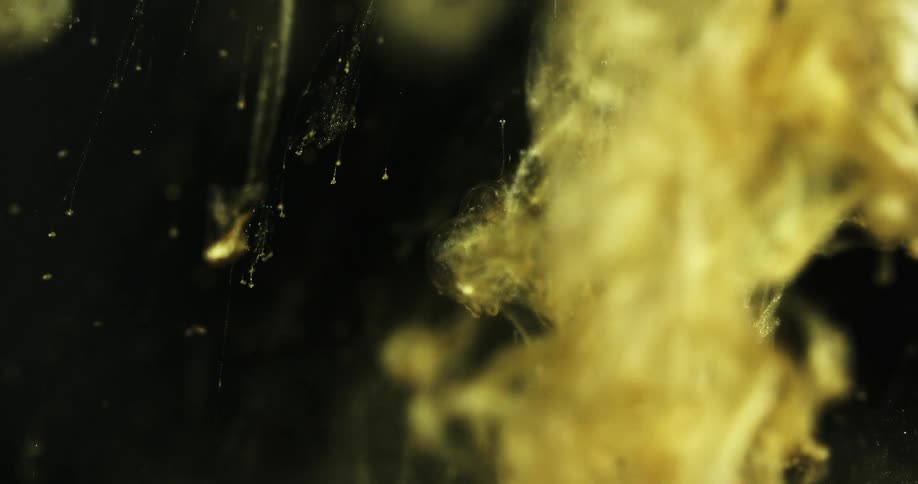 Gold liquid drops into dark liquid dotted with gold particles to blend and flow