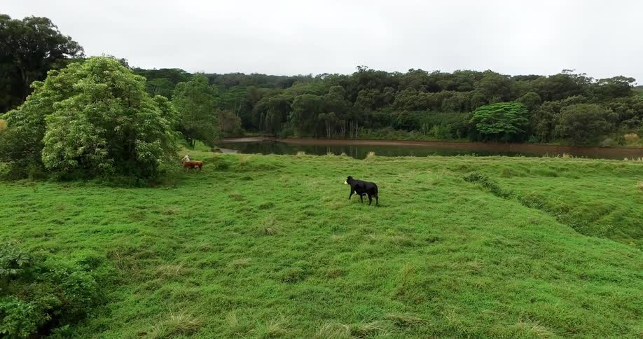 Aerial view of cows grazing in a grassy field next to a lake in a wooded area