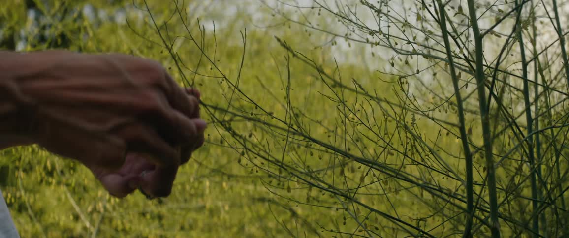 A person pulls the branch of a bush with his hands