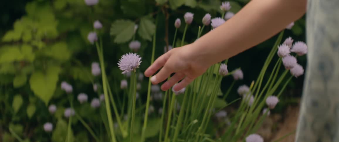 Person reaches out to pluck lilac flower from plant stalks outdoors
