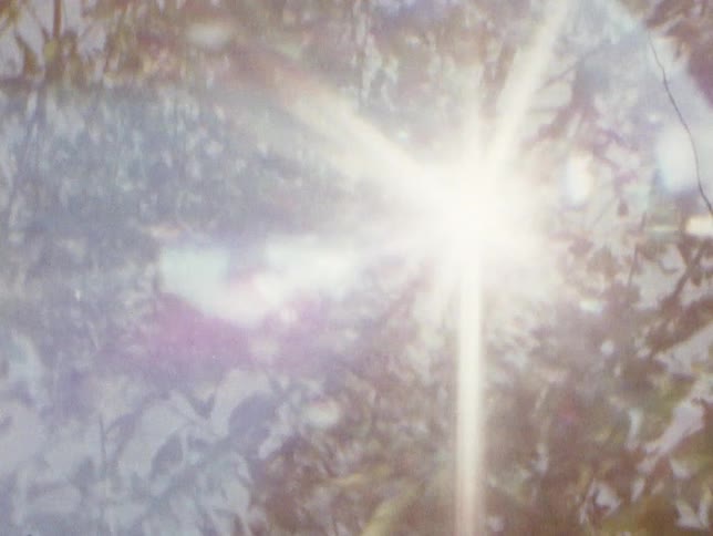 Sunlight shines through dense leaves on a tall tree
