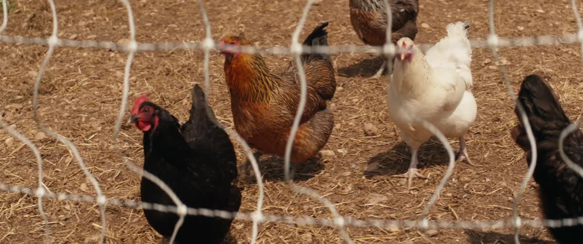 Chickens walking inside a corral made of wired fence