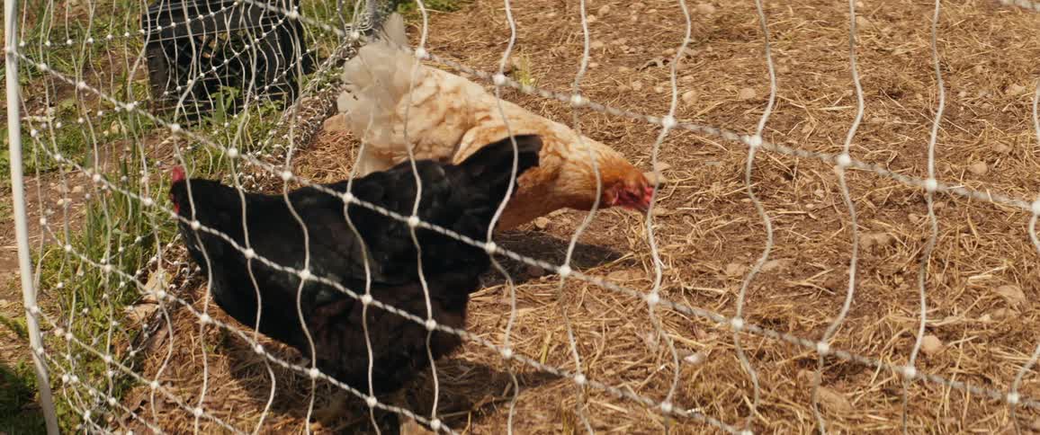 Two chickens walk around a pen and peck at the ground