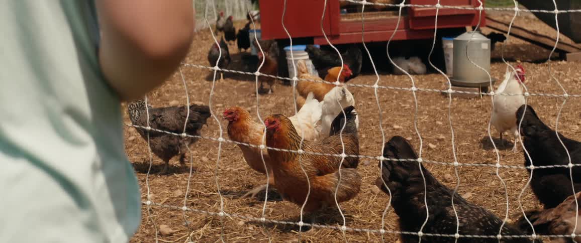 A person watches chickens walking outside a chicken coop on the other side of net fencing