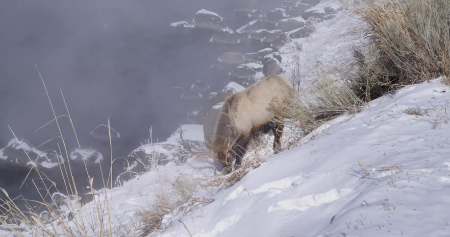 Deer on the snow grazes near the riverbank