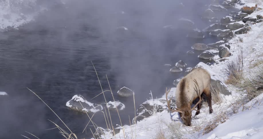 A moose is in its natural habitat