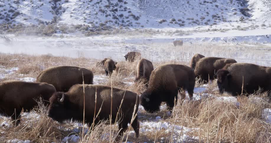 Herd of bison or buffalo grazing on the dry grass in the frozen plains at winter