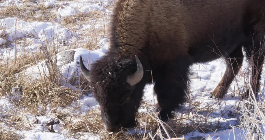 Bison grazes in snowy field