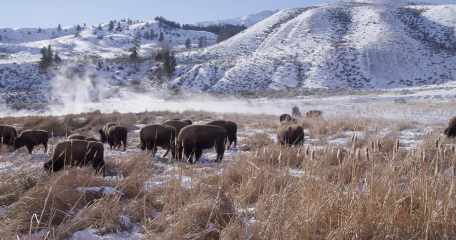 Herd of buffalo or bison grazing in the snow covered plains near the hills
