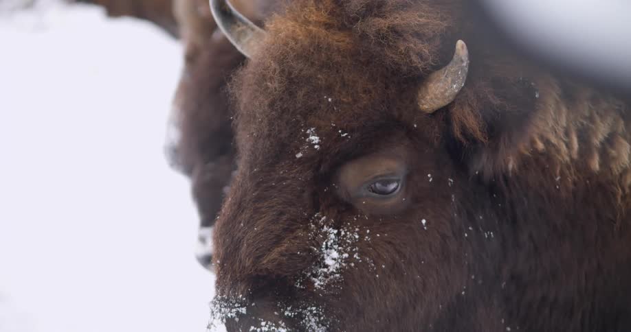 A buffalo with some snow on its face