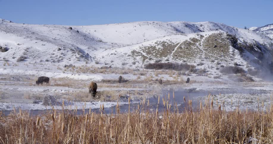Buffalo or bison grazing on the fields near a steaming river in winter