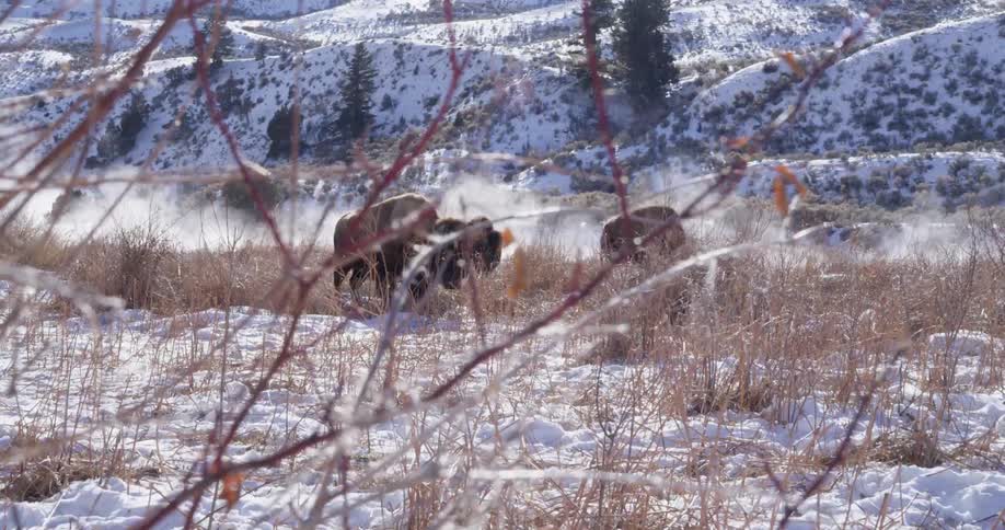 Wildlife in a snow covered field