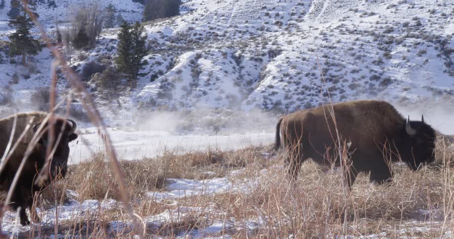 Bison walking in a snowy field