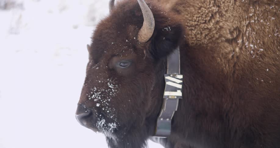 A pair of american buffalo or bison with yokes on their necks stand on the snow