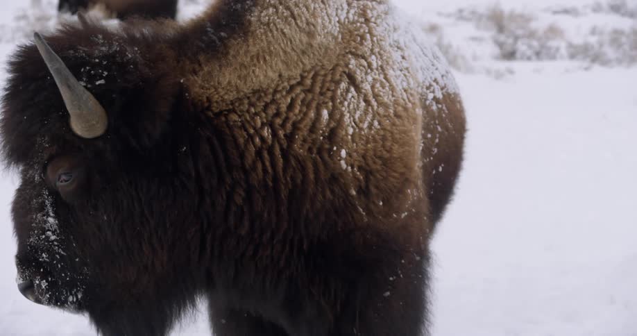 Bison stands in snowy field with snow on coat in winter