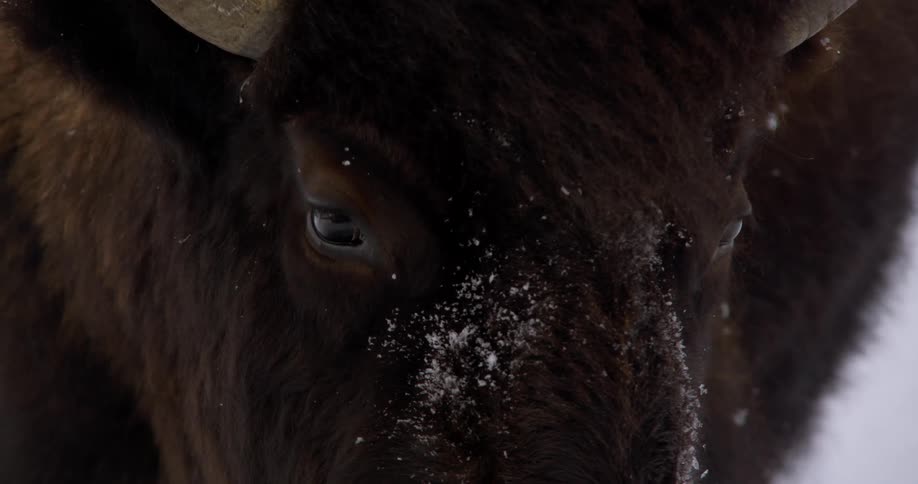 A large mammal is standing in the snow