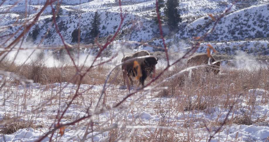 Two bison walk across a snow covered grassy field