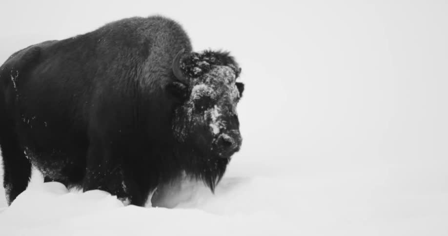 Black and white shot of large buffalo standing in fresh snow