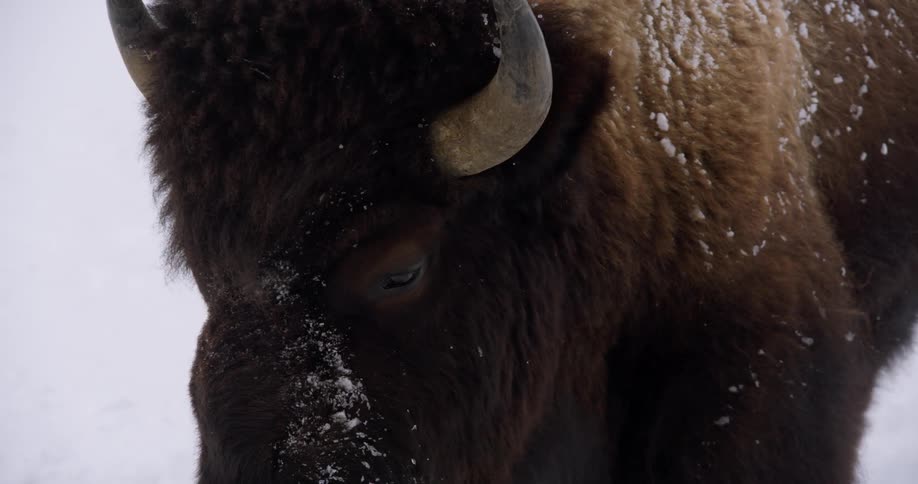 Buffalo with horns stands in the snow with snowflakes on its fur