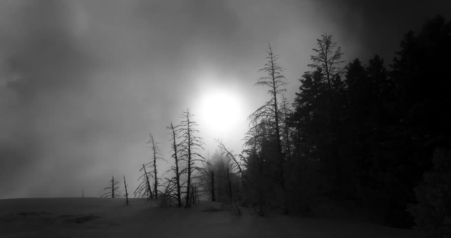 Sunlight filters through the mist near a pine forest in the winter